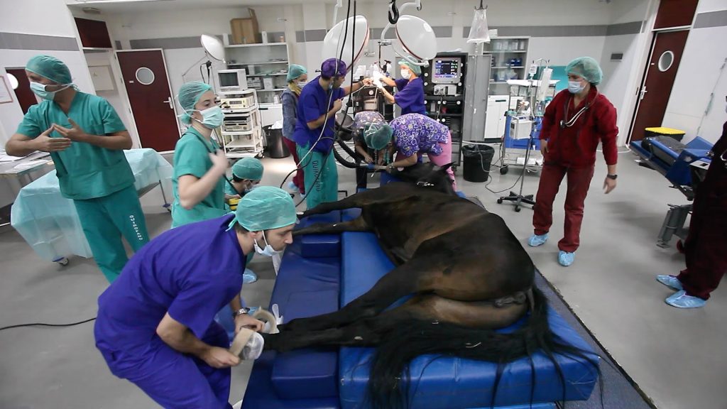 Hacer Barriga Desconocido Grado en Veterinaria en la Universidad de Córdoba - Distrito Unico Andaluz